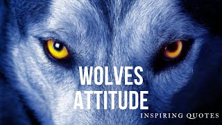 WOLVES ATTITUDE.