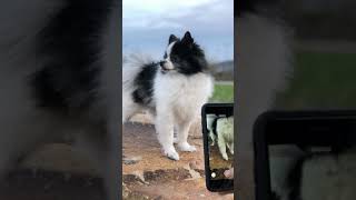 How to Download Tiktok Music to Edit in iMovie - Watch in FULLSCREEN screenshot 1
