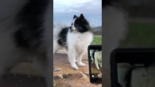 How to Download Tiktok Music to Edit in iMovie - Watch in FULLSCREEN by Huxley the Panda Puppy & Eugenia 12,578 views 5 years ago 2 minutes, 58 seconds