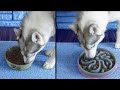 My Husky Races to Finish Her Food!  Which Bowl Slows Her Down?