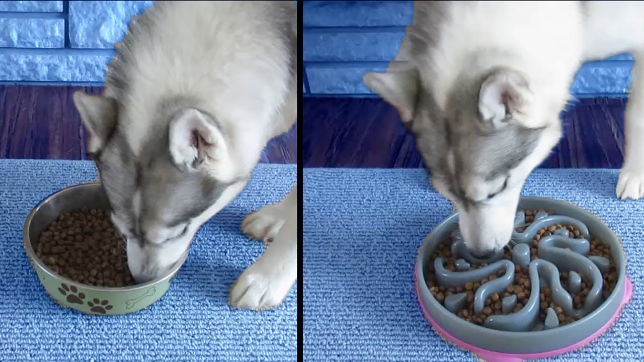 10 Best Slow Feeder Bowls for Cats and Dogs