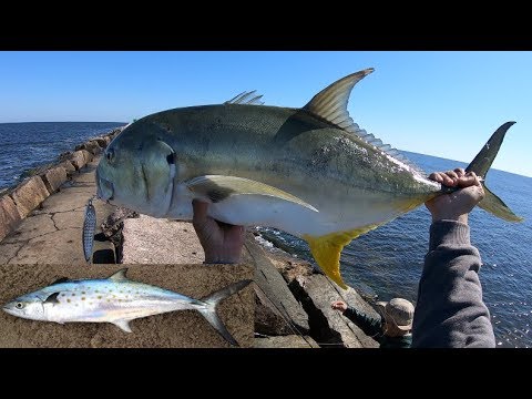Insanely HOT Jetty Action, Freeport 2019 They're Back!!!