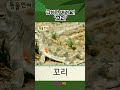 도마뱀이 급하면 버리는 것은? &#39;꼬리&#39;ㅣ도마뱀ㅣ1분 한글 배우기ㅣ위키와 동물언어ㅣKBS 방송