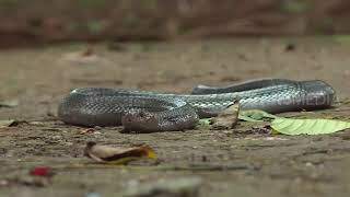 Download Lagu Belajar Cara Menangkap Kobra Bareng Otan | SI OTAN (23/08/21) MP3