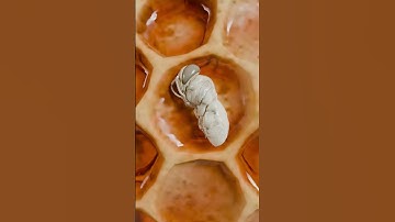 Life Cycle Of Honeybee