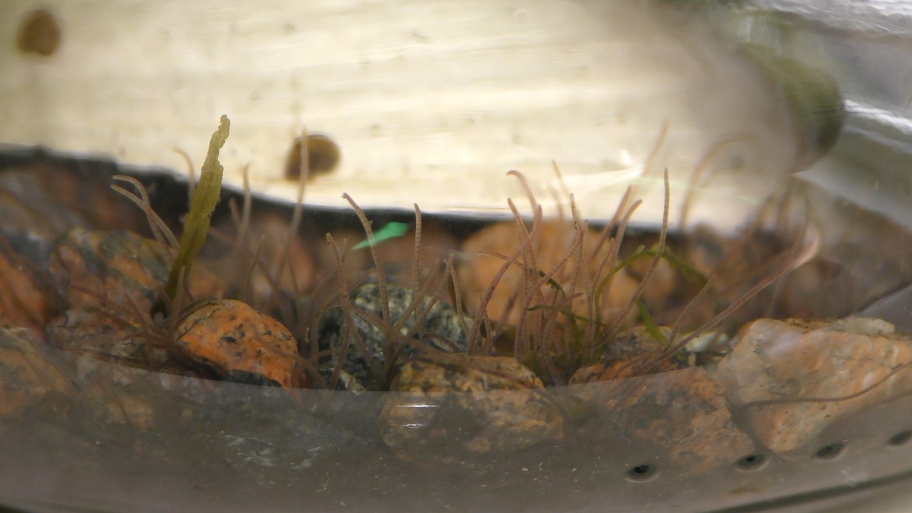 Blackworms in Aquarium with Fish