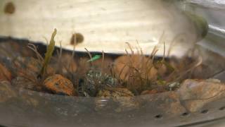 Blackworms in Aquarium with Fish