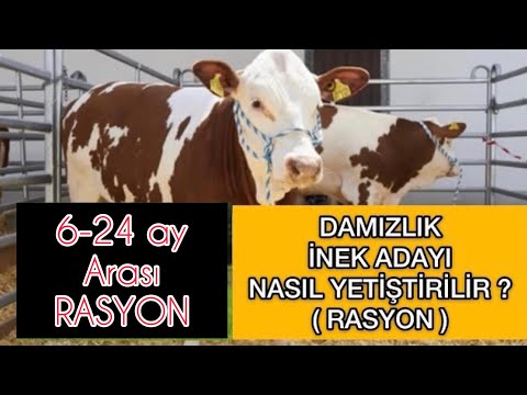 DAMIZLIK İNEK ADAYI NASIL BESLENMELİ ? | 6-24 ay Arası RASYON | DOĞRU ve EKONOMİK HAYVAN BESLEMEK ?