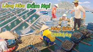 Nghề Nuôi Hàu Sữa tại Ninh Thuận | Vốn 40 Triệu Cho 1 Bè Nuôi Hàu