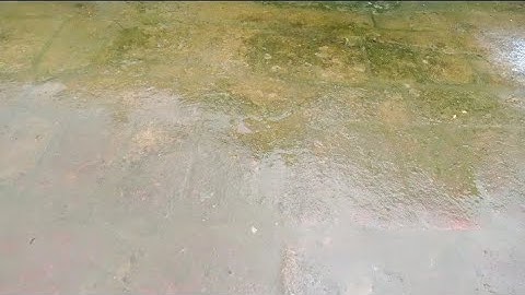 Cách Diệt Rêu Mọc Trên Lền Sân Làm Trơn Chượt Khi Mùa Mưa Đến