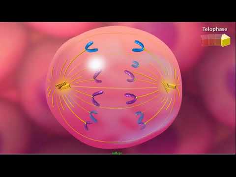 الدورة الخلوية والانقسام الخيطي - بيولوجيا الخلية