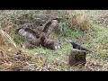 Common buzzards fight for food