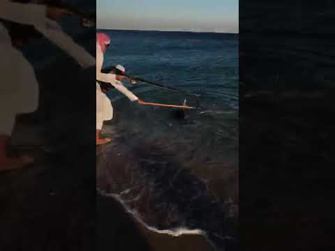 خطر أسماك القرش في بحر هاف مون أو شاطئ نصف القمر بمدينة الدمام