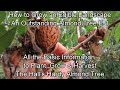 How to Grow an Edible Landscape E-1: How to Plant, Grow & Harvest the 'Hall's Hardy' Almond/Nut Tree