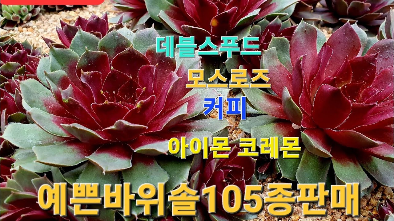예쁜바위솔3번째판매영상#5만이상택비무료#5만이하택비4천#3만이상택배가능#