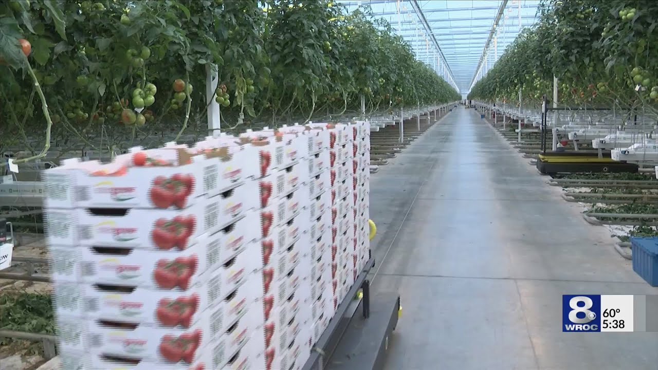 Tomatoes on the vine