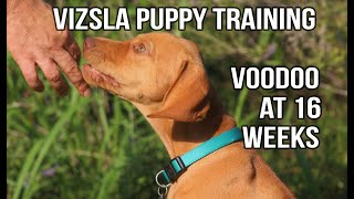 VIZSLA PUPPY - Training progress at 16 weeks for Voodoo the Vizsla