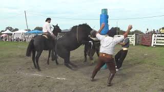 Jineteadas de caballos Clina Limpia Festivalito El Sauceño 2024