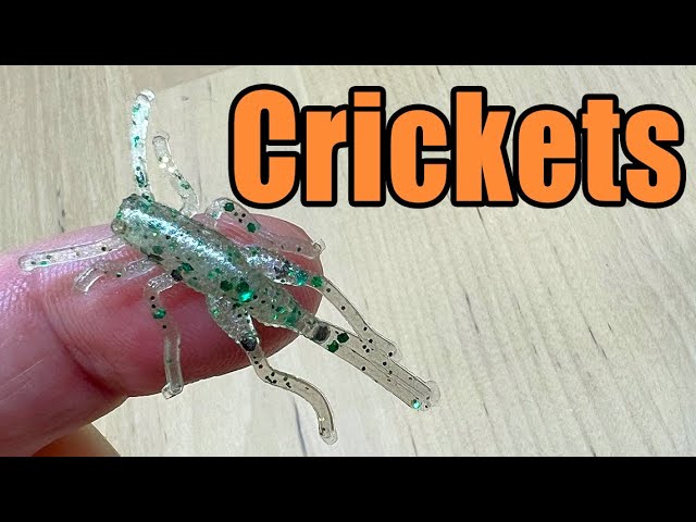 Fishing with FAKE Crickets? No LIVE BAIT Challenge 