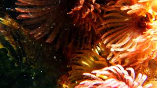 妻鹿漁港のお花畑（水中動画撮影モード） 201122(1230)