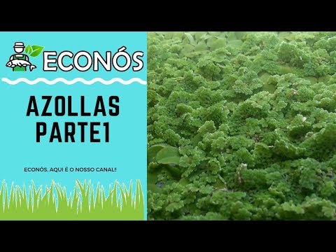 Vídeo: Azolla Carolina - Maravilhosa Samambaia De água