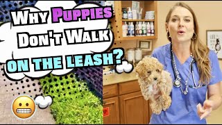 Why won't my puppy walk on the leash? | 3 TIPS TO TRY