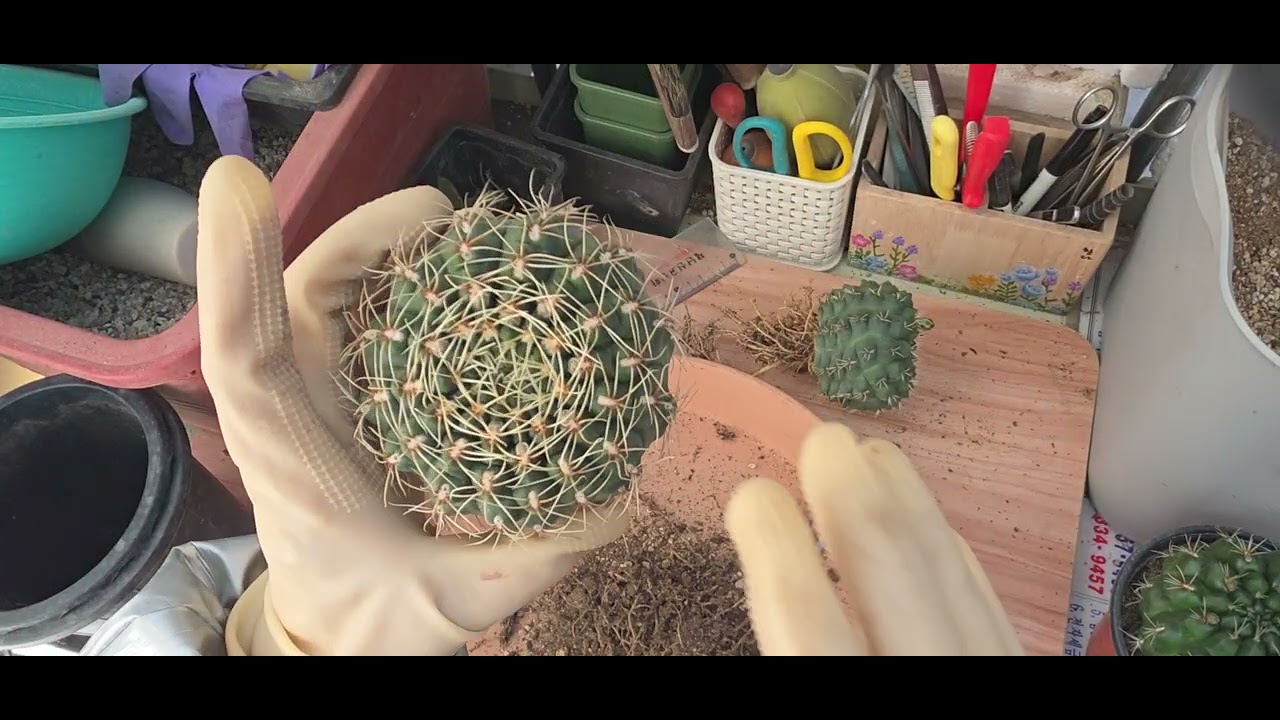 비화옥 식재 1부