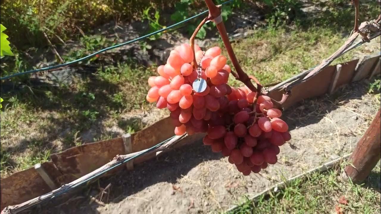 Виноград який найкраще купують на базарі. Сорт Преображення врожай 2023 ...