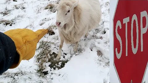 STOP a charging RAM with this trick!