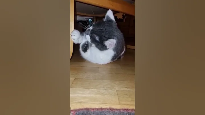 Video 3636681: funny animals funniest cats, cats amazing animals, funny cats cute funniest