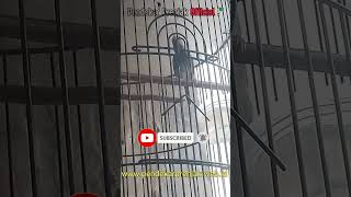 Download Lagu Prenjak Jantan Gacor Ngalun Suara Jernih !!\ MP3