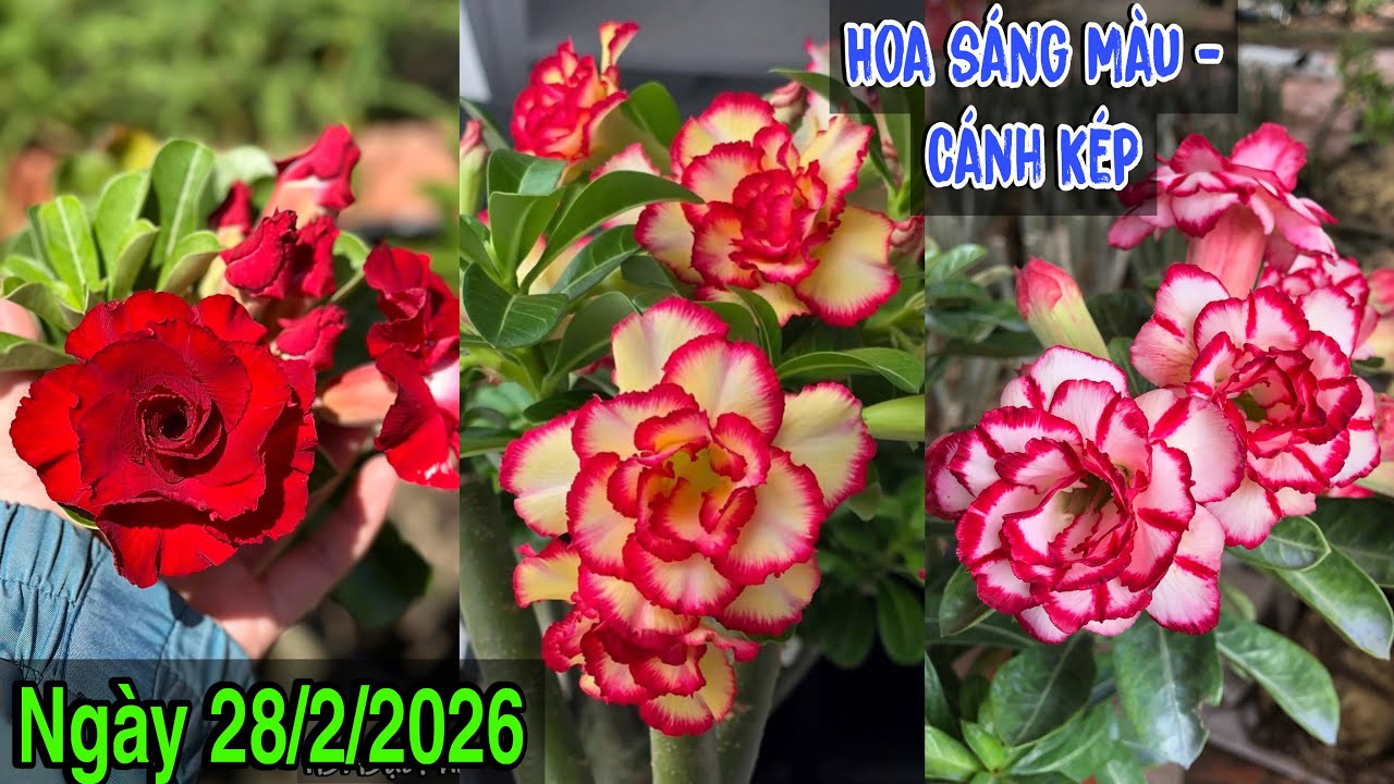 Ngày 28/2 - Lô hoa sứ Thái đẹp, đủ màu, cánh kép ☎️ 0867.915.218 Trung Lê 