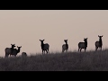 American Prairie Reserve purchases wildlife-rich Blue Ridge Ranch