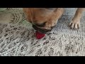 My Dog Eating Strawberry