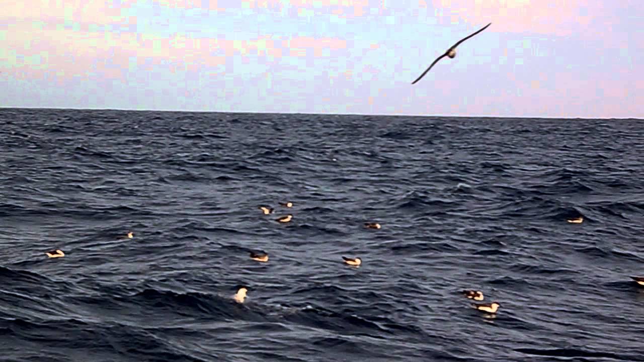 Great Shearwater 