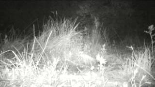 Охота дальневосточного леопарда на оленя/Amur leopard hunting deer(Годовалый самец самой редкой крупной кошки мира был обнаружен на территории нацпарка «Земля леопарда»..., 2015-07-22T03:47:37.000Z)