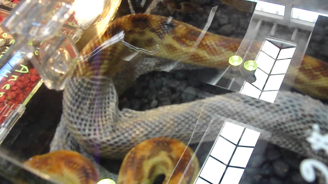 pets bd Rocky Mountain Reptile Expo 11-13-2010 part 3