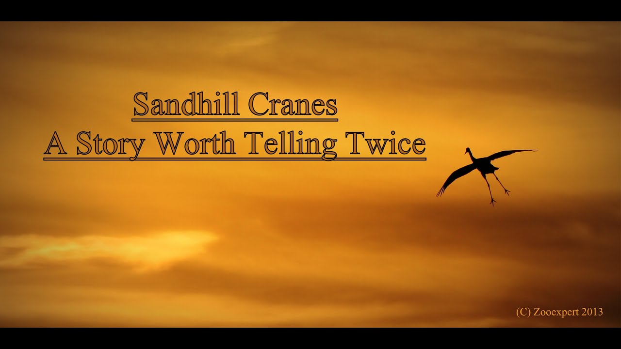 Sandhill Cranes A Story Worth Telling Twice (Short Film) YouTube