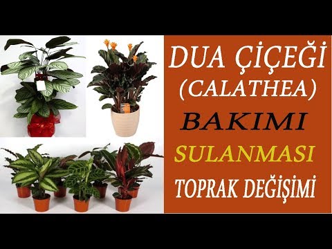 Dua çiçeği ( Calathea ) bakımı, sulanması ve toprak değişimi.  Calathea flower care