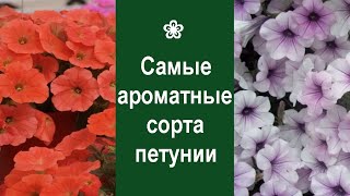 ❀ Самые ароматные сорта петунии