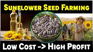 Sunflower Seed Farming Business | Low Investment, High Returns