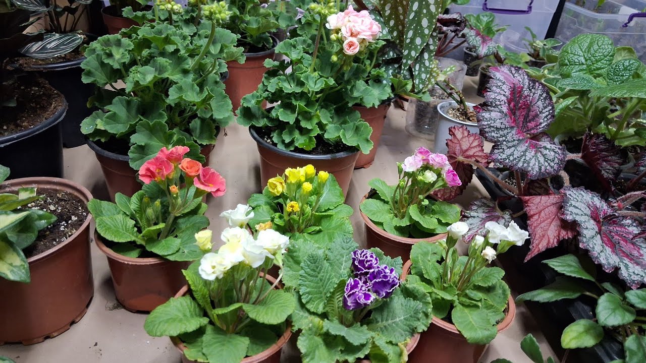 Neler kalmış bakalım menekşe sardunya milli (diken tacı monstera begonya sukulent kaktüs dantel çiçe