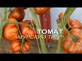 АМУРСКИЙ ТИГР! ОБЗОР СОРТОВ ТОМАТОВ! Советы от ЗЕЛЕНОГО ОГОРОДА!