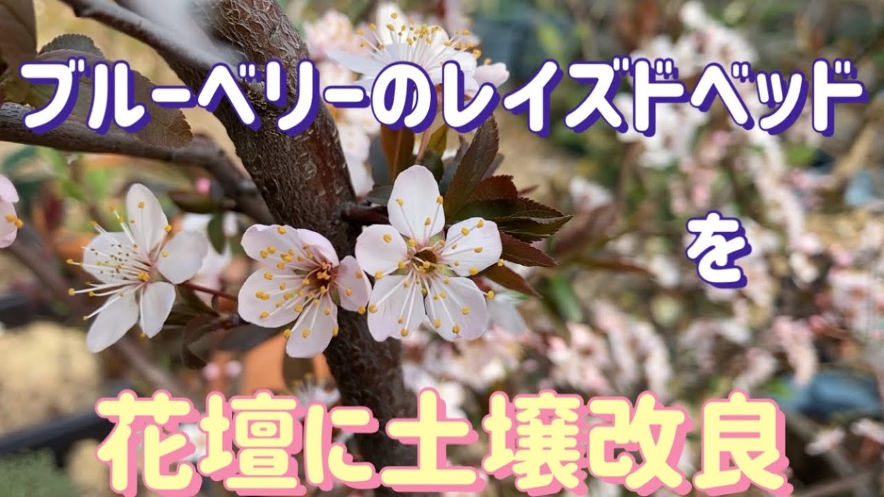 ブルーベリー のレイズドベッドを草花を植えられるように土壌改良します Youtube ブルーベリー のレイズドベッドを草花を植えられるように土壌改良します Youtube