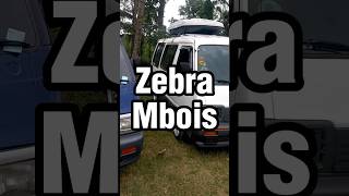 Zebra Mbois #automobile #tipsmerawatmobil #tutorial #mekanikmobil