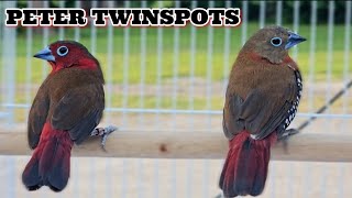 The finch breeding season has started and Im pairing up some of the worlds rarest finches !!!