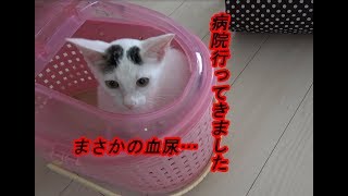子猫が血尿をしたので病院に行って来ました