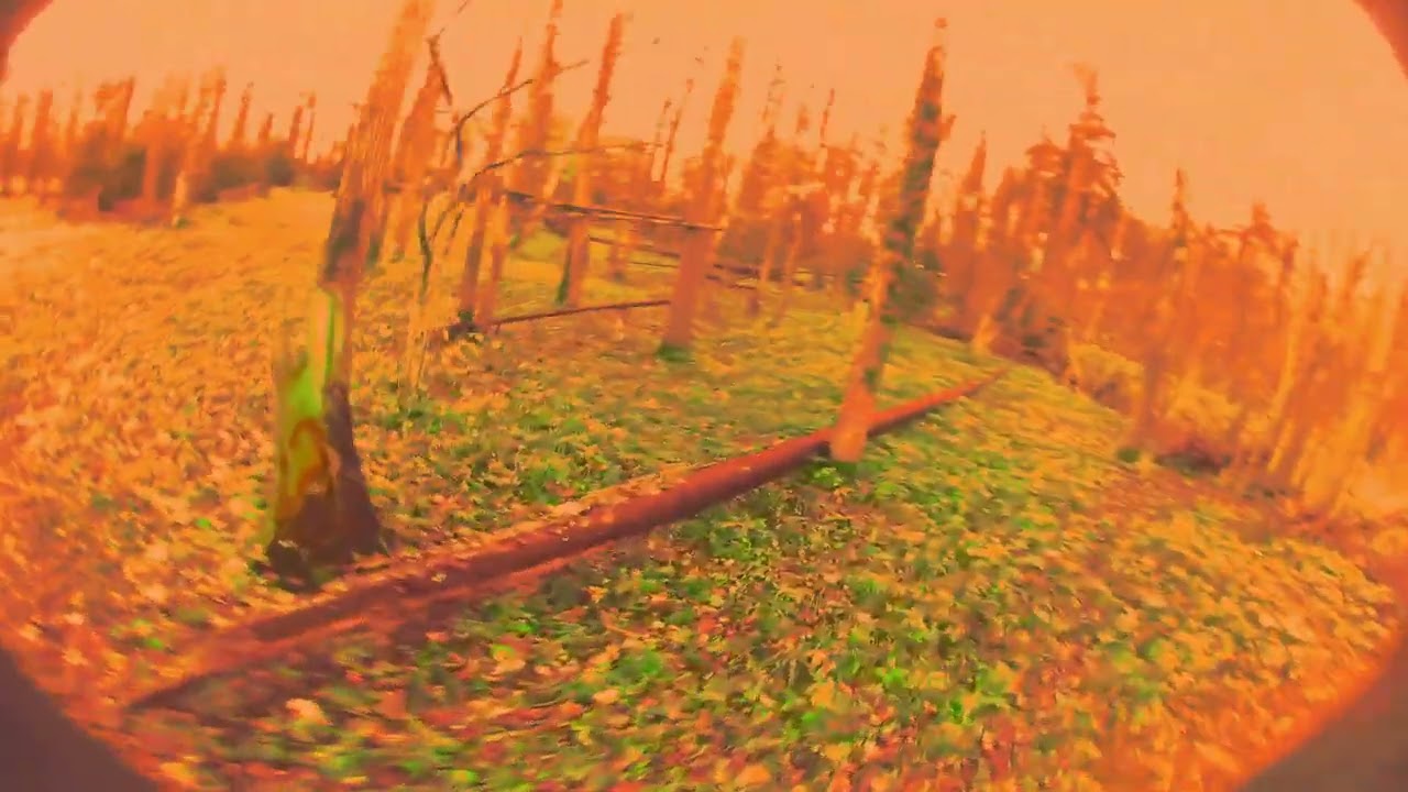 Atom day freestyle-Proximity to forest