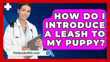 How Do I Introduce a Leash to My Puppy? - PetGuide360.com