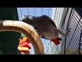 Parrot Perches, Stands, & Cage Setup Ideas